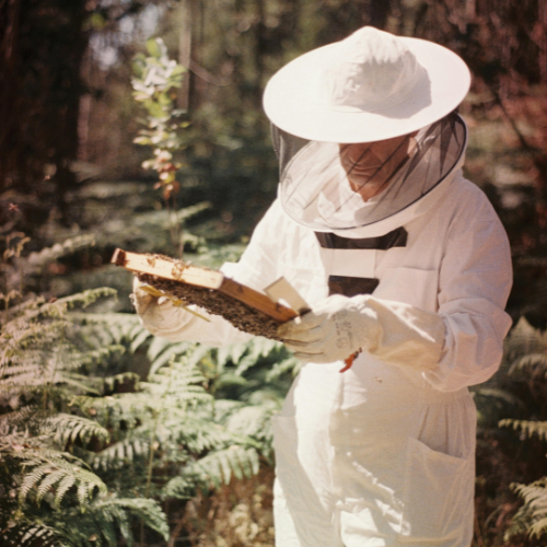 Dans les Coulisses du Miel : Secrets de Récolte Révélés